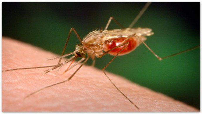 Grand Challenges in Global Health – Vector Control Announced