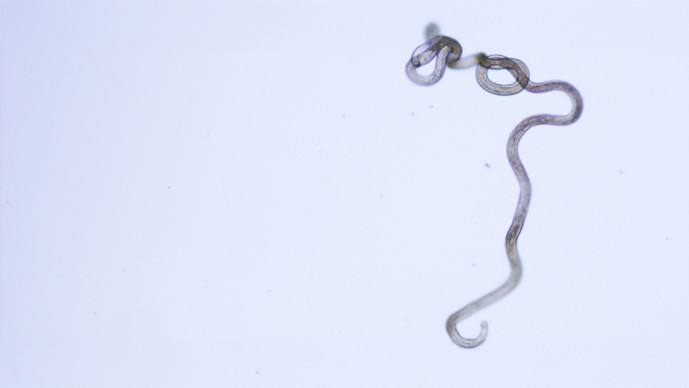 Innovation: Taking the Neglect out of Neglected Diseases