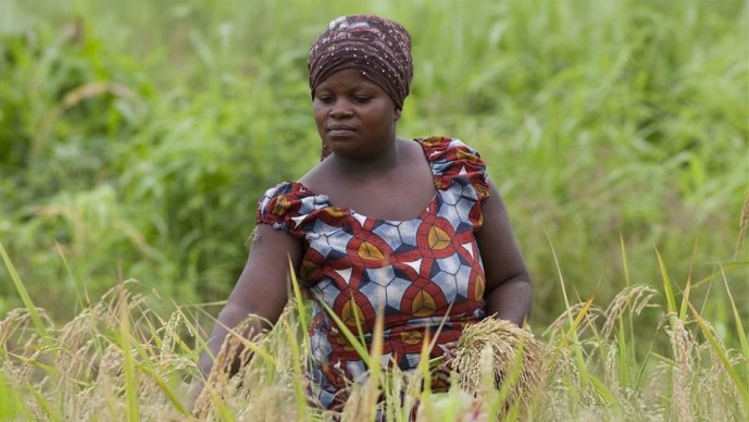 Seeking Innovations in Labor Savings for Farmers