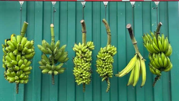 Genome Structure-Based Banana Breeding in Southeast Asia