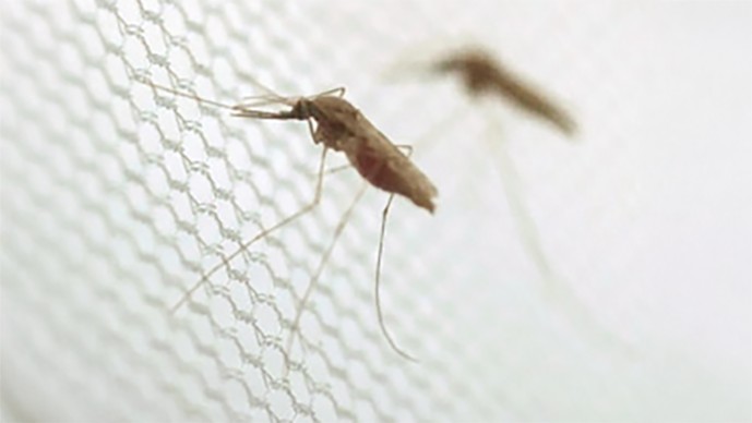 Gene Drive - Case Study