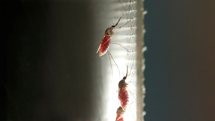 Malaria_Gevoed.61342ef4.jpg