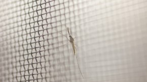 /sites/default/files/styles/listing_image/public/GC%20China%20Malaria%20Challenge?itok=_HAjFyA6