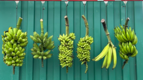 /sites/default/files/styles/listing_image/public/Genome%20Structure-Based%20Banana%20Breeding%20in%20Southeast%20Asia?itok=OQrIfT2W