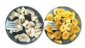 /sites/default/files/styles/listing_image/public/Building%20Better%20Bananas?itok=Fi3CyMDh