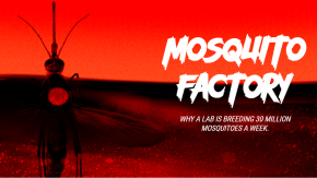 /sites/default/files/styles/listing_image/public/Gates%20Notes%20-%20Mosquito%20Factory?itok=SaohPNKS