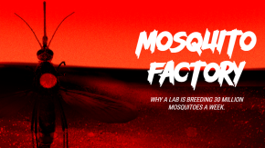 /sites/default/files/styles/listing_image/public/Gates%20Notes%20-%20Mosquito%20Factory?itok=SaohPNKS