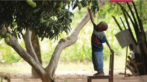 /sites/default/files/styles/listing_image/public/Boy%20Picking%20Fruit?itok=NKst31Fj