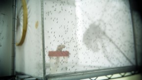 /sites/default/files/styles/listing_image/public/GC%20Brazil%20Malaria%20Elimination%20Challenge?itok=8oKK-UMG