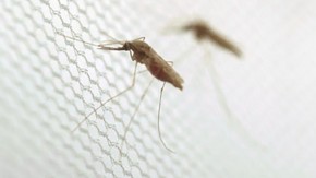 /sites/default/files/styles/listing_image/public/Develop%20a%20Chemical%20Strategy%20to%20Deplete%20or%20Incapacitate%20a%20Disease-transmitting%20Insect%20Population?itok=K0rnAp_d