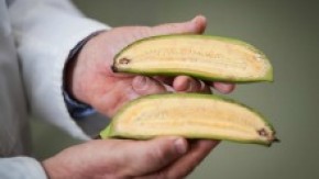 /sites/default/files/styles/listing_image/public/hands%20holding%20a%20cut%20in%20half%20banana%20or%20plantain?itok=_IwOd4Cg